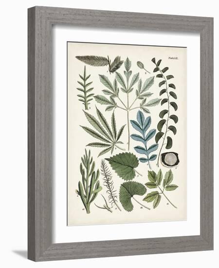 Fanciful Ferns VII-Unknown-Framed Art Print