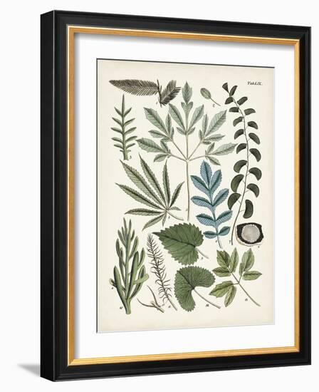 Fanciful Ferns VII-Unknown-Framed Art Print