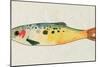Fanciful Fish I-Victoria Barnes-Mounted Art Print