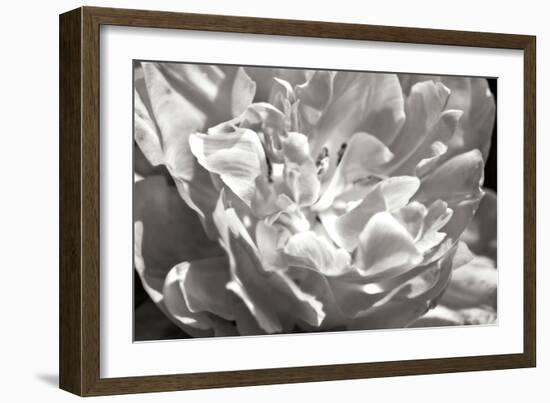 Fancy Flower I-Alan Hausenflock-Framed Photographic Print