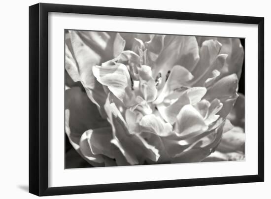 Fancy Flower I-Alan Hausenflock-Framed Photographic Print