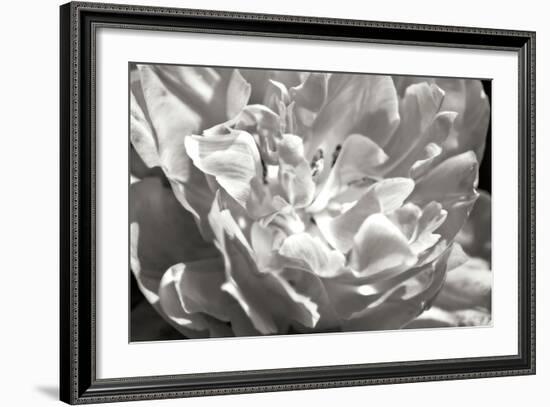 Fancy Flower I-Alan Hausenflock-Framed Photographic Print