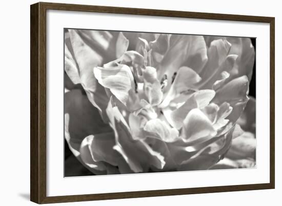 Fancy Flower I-Alan Hausenflock-Framed Photographic Print