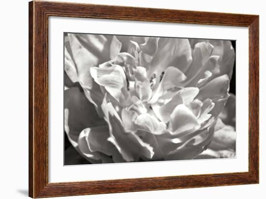 Fancy Flower I-Alan Hausenflock-Framed Photographic Print