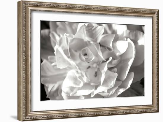 Fancy Flower II-Alan Hausenflock-Framed Photographic Print