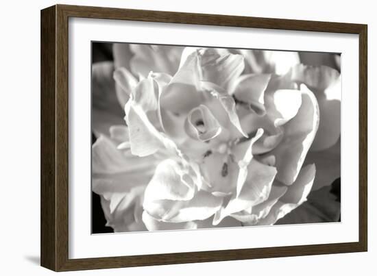 Fancy Flower II-Alan Hausenflock-Framed Photographic Print