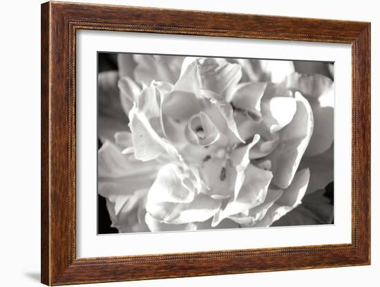 Fancy Flower II-Alan Hausenflock-Framed Photographic Print