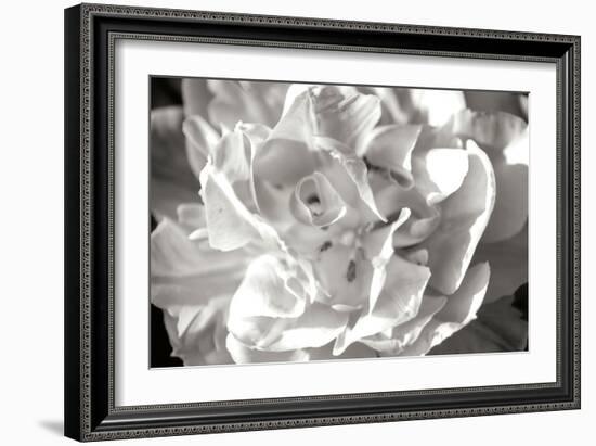 Fancy Flower II-Alan Hausenflock-Framed Photographic Print