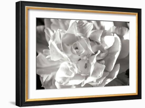 Fancy Flower II-Alan Hausenflock-Framed Photographic Print