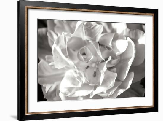 Fancy Flower II-Alan Hausenflock-Framed Photographic Print