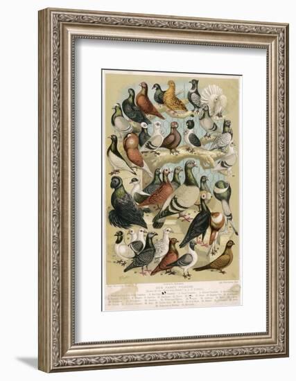 Fancy Pigeon Breeds-A.f. Lydon-Framed Photographic Print