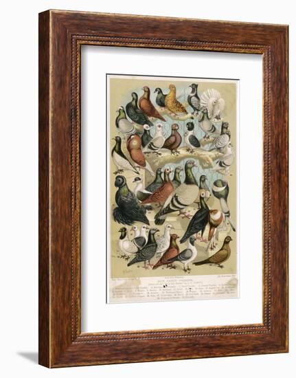Fancy Pigeon Breeds-A.f. Lydon-Framed Photographic Print