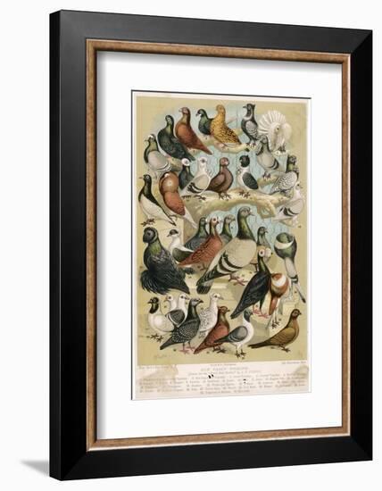 Fancy Pigeon Breeds-A.f. Lydon-Framed Photographic Print