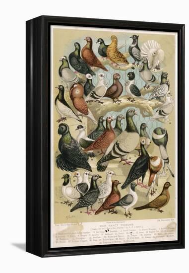 Fancy Pigeon Breeds-A.f. Lydon-Framed Premier Image Canvas