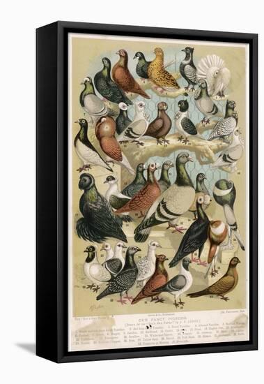 Fancy Pigeon Breeds-A.f. Lydon-Framed Premier Image Canvas