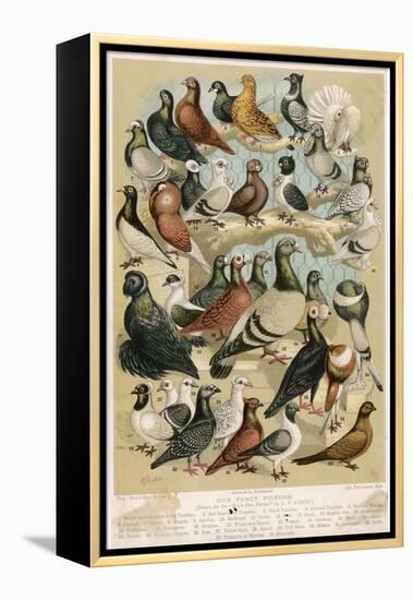 Fancy Pigeon Breeds-A.f. Lydon-Framed Premier Image Canvas