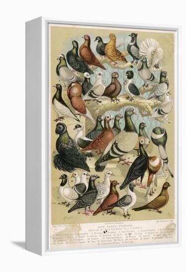 Fancy Pigeon Breeds-A.f. Lydon-Framed Premier Image Canvas