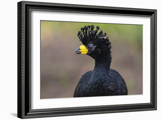 Fancy Plume-Staffan Widstrand-Framed Giclee Print