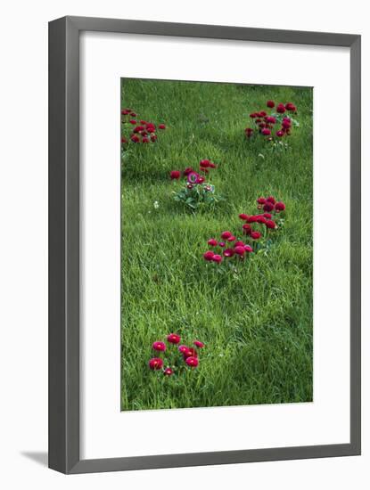 Fancy Red English Daisies-Anna Miller-Framed Photographic Print