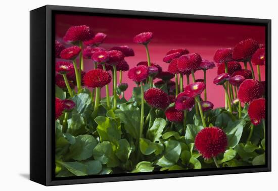 Fancy Red English Daisies-Anna Miller-Framed Premier Image Canvas