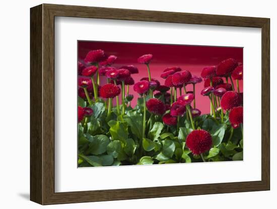 Fancy Red English Daisies-Anna Miller-Framed Photographic Print