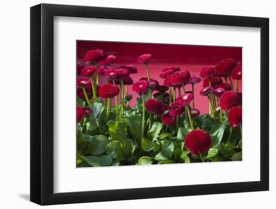 Fancy Red English Daisies-Anna Miller-Framed Photographic Print