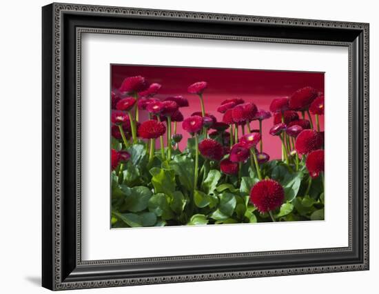 Fancy Red English Daisies-Anna Miller-Framed Photographic Print