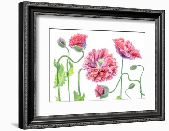 Fancy-Mandy Disher-Framed Photographic Print
