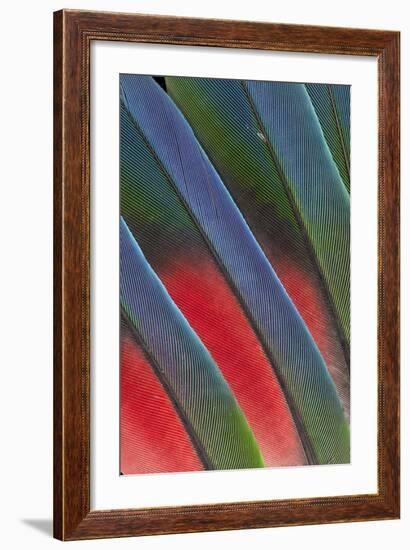 Fanned Out Tail Feathers of the Blue Headed Pionus-Darrell Gulin-Framed Photographic Print