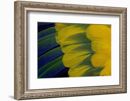 Fanned Out Wing Feathers in Blue, Green and Yellow of Sun Conure-Darrell Gulin-Framed Photographic Print