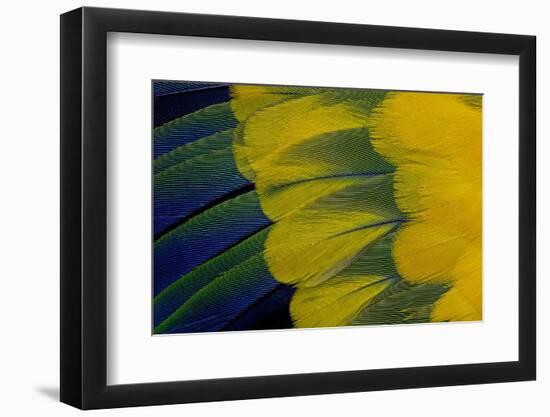 Fanned Out Wing Feathers in Blue, Green and Yellow of Sun Conure-Darrell Gulin-Framed Photographic Print