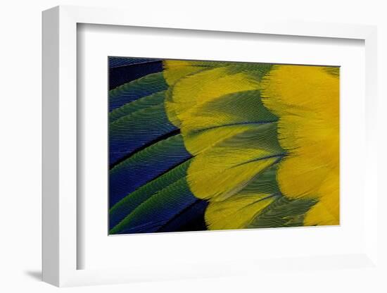 Fanned Out Wing Feathers in Blue, Green and Yellow of Sun Conure-Darrell Gulin-Framed Photographic Print