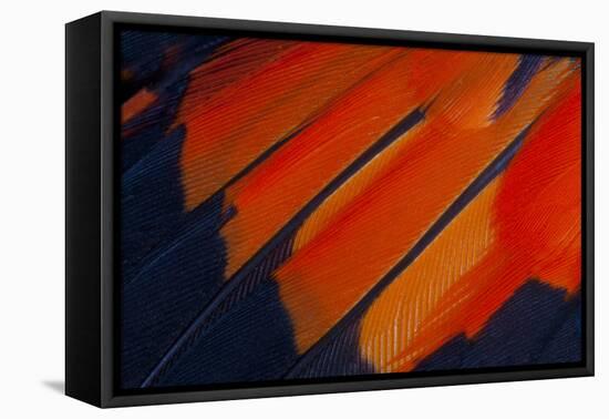 Fanned Out Wing Feathers in Red, Orange and Black-Darrell Gulin-Framed Premier Image Canvas