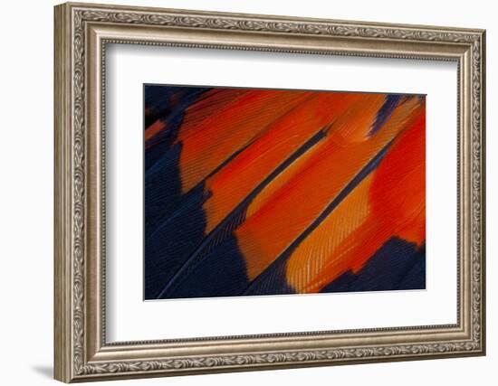 Fanned Out Wing Feathers in Red, Orange and Black-Darrell Gulin-Framed Photographic Print