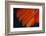 Fanned Out Wing Feathers in Red, Orange and Black-Darrell Gulin-Framed Photographic Print