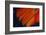 Fanned Out Wing Feathers in Red, Orange and Black-Darrell Gulin-Framed Photographic Print