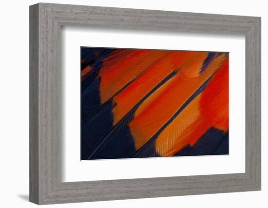 Fanned Out Wing Feathers in Red, Orange and Black-Darrell Gulin-Framed Photographic Print