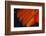 Fanned Out Wing Feathers in Red, Orange and Black-Darrell Gulin-Framed Photographic Print