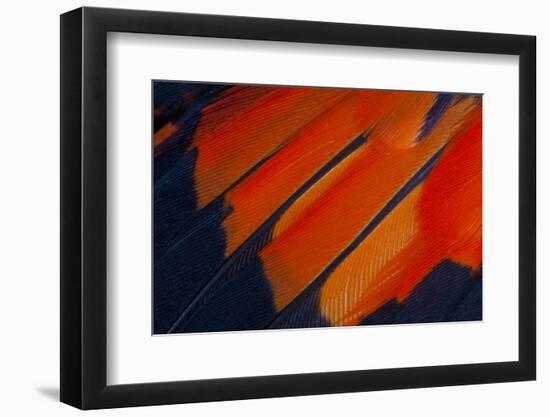 Fanned Out Wing Feathers in Red, Orange and Black-Darrell Gulin-Framed Photographic Print