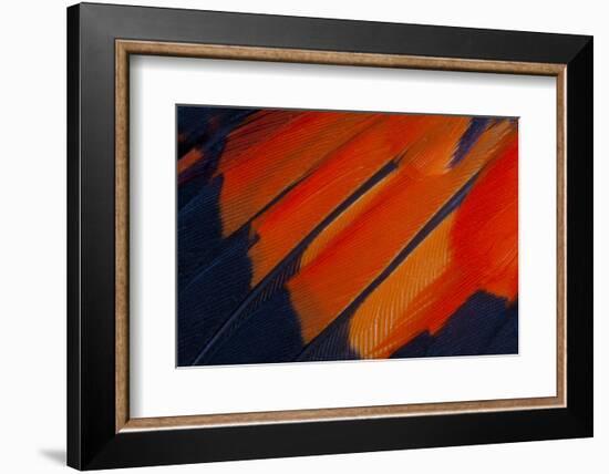 Fanned Out Wing Feathers in Red, Orange and Black-Darrell Gulin-Framed Photographic Print