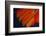 Fanned Out Wing Feathers in Red, Orange and Black-Darrell Gulin-Framed Photographic Print