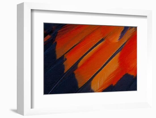 Fanned Out Wing Feathers in Red, Orange and Black-Darrell Gulin-Framed Photographic Print