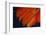 Fanned Out Wing Feathers in Red, Orange and Black-Darrell Gulin-Framed Photographic Print