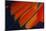 Fanned Out Wing Feathers in Red, Orange and Black-Darrell Gulin-Mounted Photographic Print