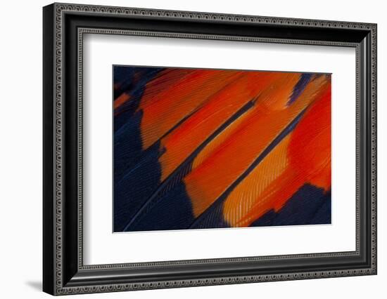 Fanned Out Wing Feathers in Red, Orange and Black-Darrell Gulin-Framed Photographic Print