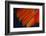 Fanned Out Wing Feathers in Red, Orange and Black-Darrell Gulin-Framed Photographic Print