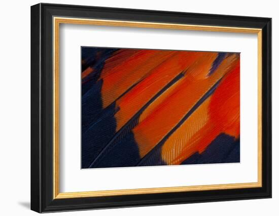 Fanned Out Wing Feathers in Red, Orange and Black-Darrell Gulin-Framed Photographic Print