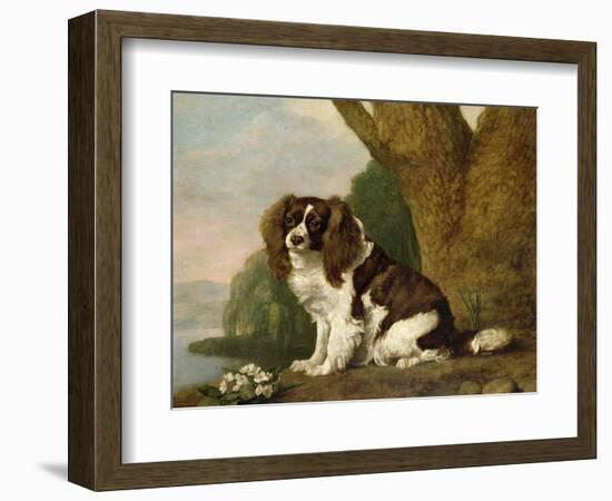 Fanny, a Brown and White Spaniel, 1778-George Stubbs-Framed Giclee Print