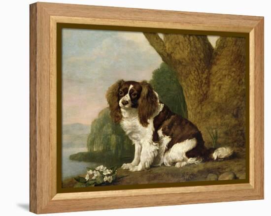 Fanny, a Brown and White Spaniel, 1778-George Stubbs-Framed Premier Image Canvas