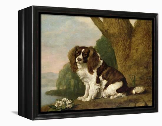Fanny, a Brown and White Spaniel, 1778-George Stubbs-Framed Premier Image Canvas